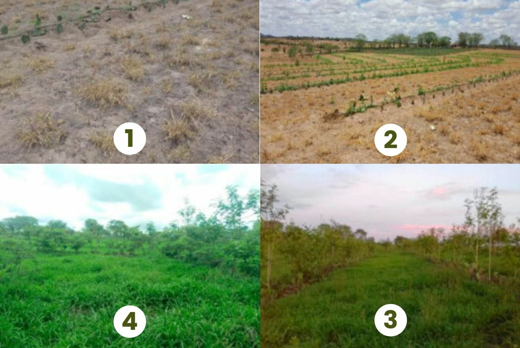 from bad to good soil