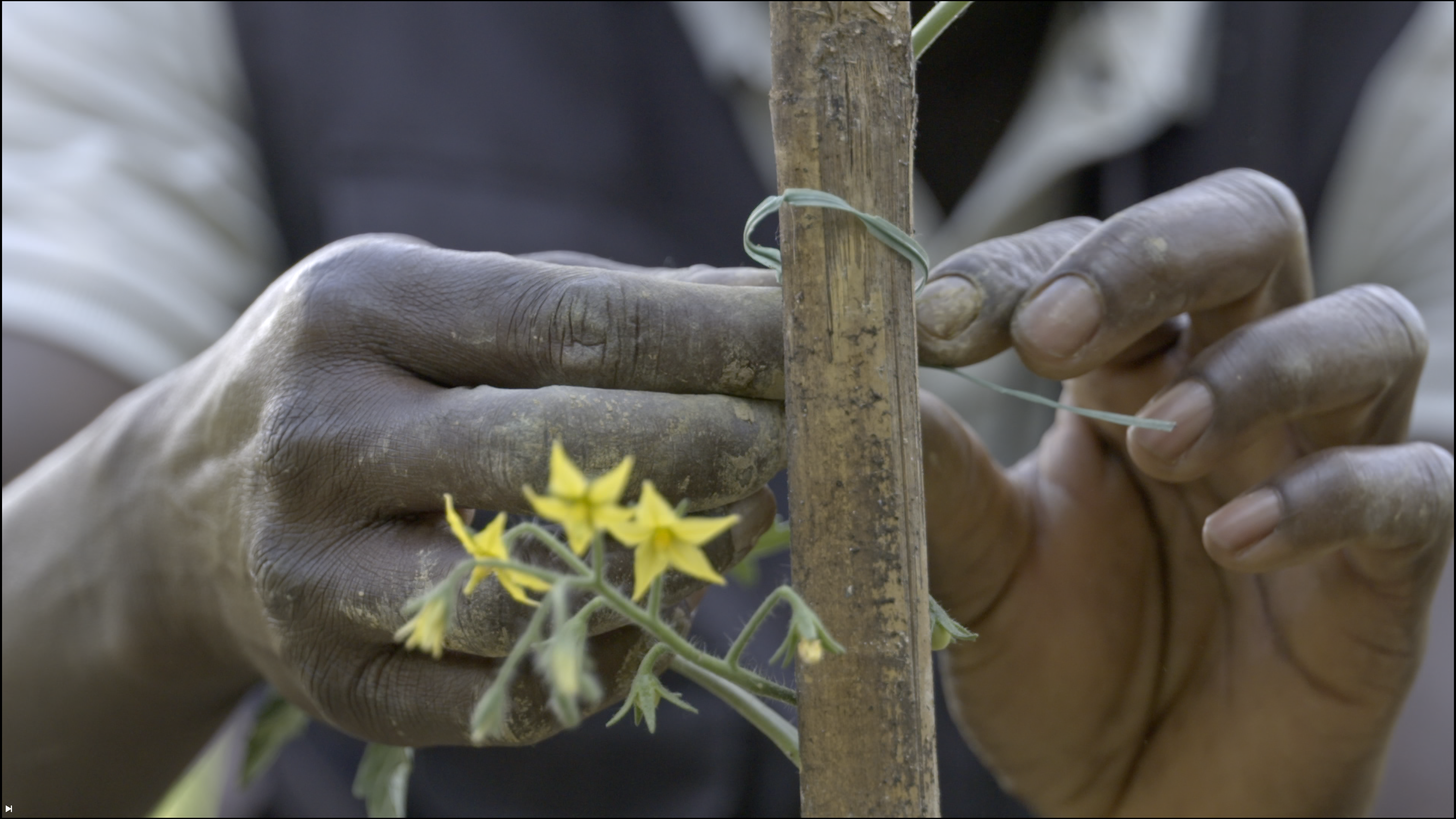 hands and blossom