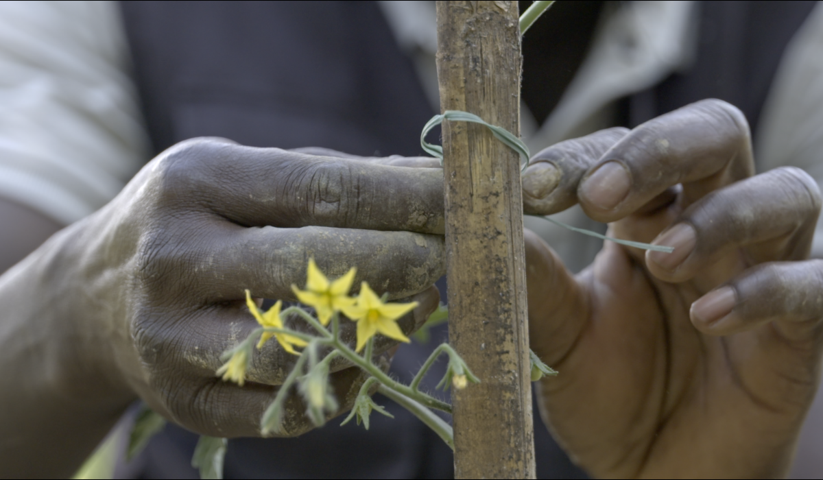 hands and blossom